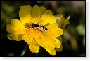 Helophilus trivittatus Citroenpendelvlieg insect insecten kever kevers tor torren spin spinnen wesp wespen bij bijen sprinkhaan sprinkhanen vlieg vliegen mug muggen